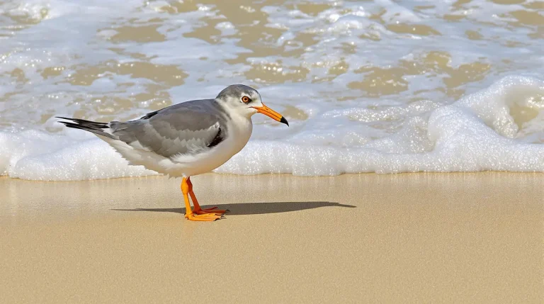 Tempêtes hivernales : une dizaine de macareux moines soignés reprennent enfin leur envol au Pays basque