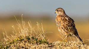 Vienne : nouvelle victoire des défenseurs de l’outarde canepetière contre le projet éolien